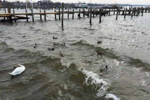 Enten auf dem Salzhaff im Ostseebad Rerik