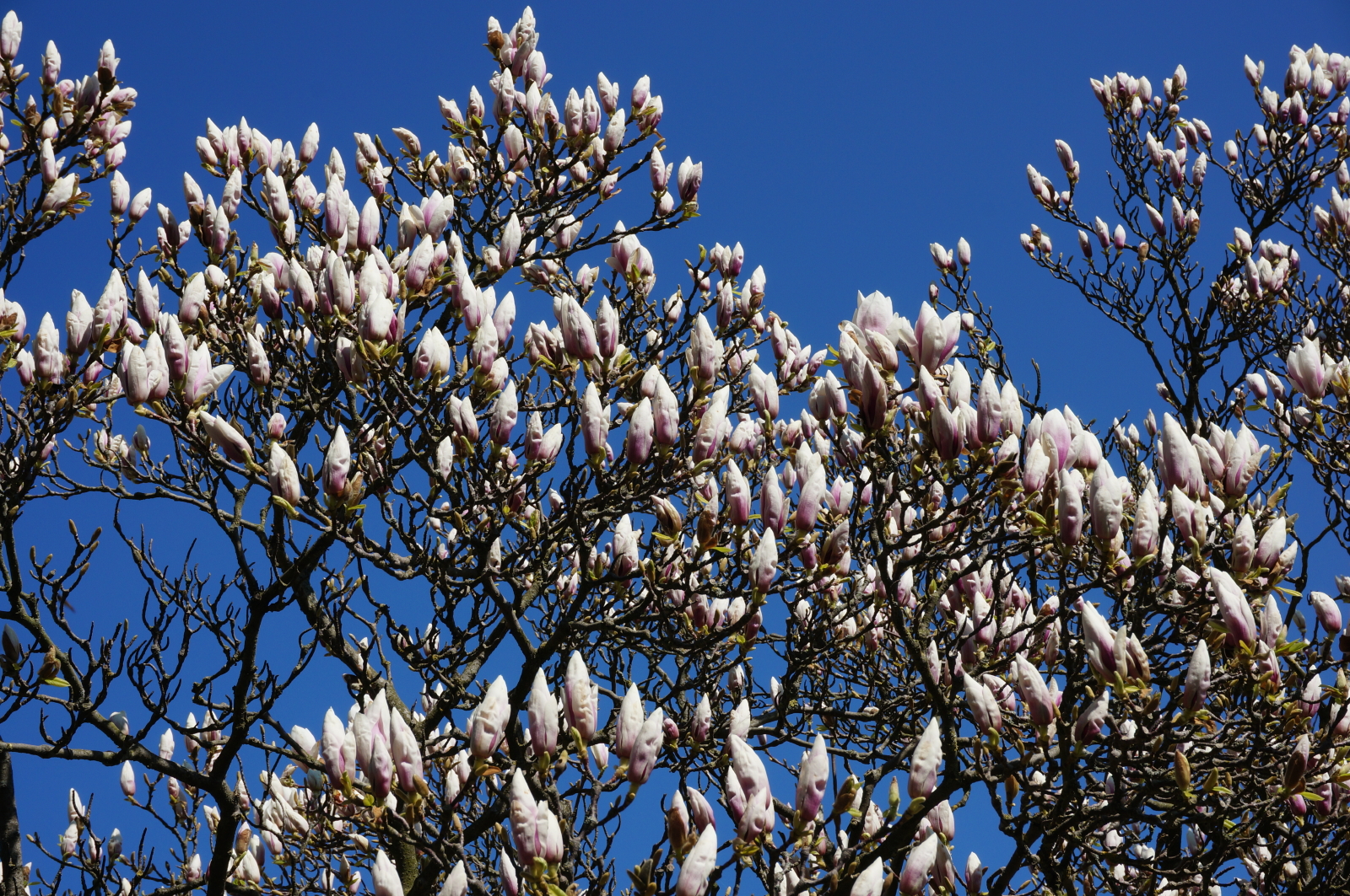 Frühling in Rerik