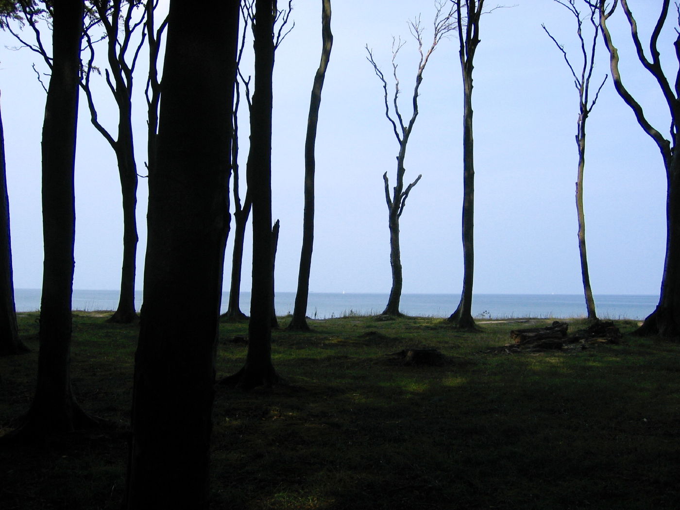 Blick aus dem Gespensterwald Richtung Ostsee