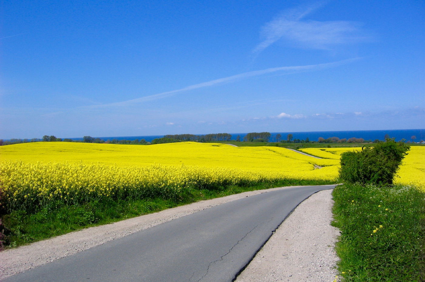 Rapsblüte an der Ostsee